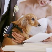 【リングドッグOK】大切な家族と過ごすペットwedding相談会の詳細を見る