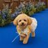 【大切な家族*愛犬も一緒】リングドッグも1日一緒に過ごせるW相談会のイメージ