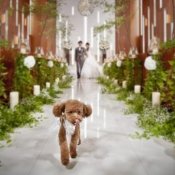 【大切なペットと叶える1日】ペットウェディング相談会