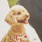 エリア稀少の【ペット婚】１組限定の貸切邸宅*初見学はギフト付