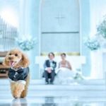 【ペット婚】リングドッグ体験×一緒に見学＆相談会♪絶品試食