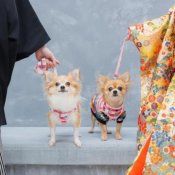 【貸切邸宅で叶えるペットウェディング】2種類の貸切邸宅見学×見積り相談会