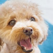 ＜ペット婚*必見!!＞豪華10大特典＆愛犬と叶える*貸切リゾートWの詳細を見る