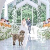 【挙式も披露宴もペットOK】大切な家族と過ごすペット婚相談会
