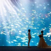 話題の\水族館ウエディング/限定ご案内×館内ツアー