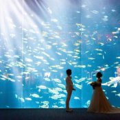 話題の\水族館ウエディング/限定ご案内×館内ツアー