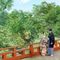 【挙式&衣装ご優待】自然豊かな伝統の鎌倉和婚×衣装見学×贅沢和牛試食