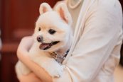 【ペットと叶う結婚式】挙式&披露宴も一緒に♪限定特典付き★