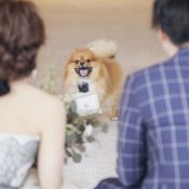 【来館特典20000円付】ペットウエディング特別相談会の詳細を見る
