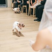 【ペットと一緒の結婚式】安心のペットWD応援フェアの詳細を見る