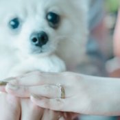 1枠1組【ペットOKの結婚式】1組貸切邸宅で安心×ペット特典付限定13大特典!