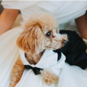 1枠1組【ペットOKの結婚式】1組貸切邸宅で安心×ペット特典付限定13大特典!