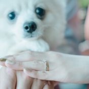 【ペットと一緒に貸切ウェディング】リングドッグ演出＆専用衣装など12大特典付！