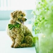 ◇◆大切なペットも一緒に◆◇チャペル見学＆ペット婚相談会の詳細を見る