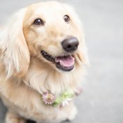 《愛するペットと一緒に★》美食×横浜絶景体験×ギフト付き【挙式も披露宴もOK!】