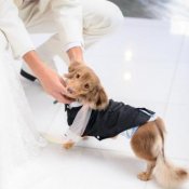 【ペット婚OK◎】愛犬と叶えるウェディング相談会の詳細を見る