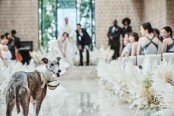 【挙式も披露宴もペットOK】大切なペットと過ごす3DaysWedding