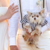 ＼ペットと一緒の結婚式に◎／チャペル＆ガーデン体験×じっくり相談会の詳細を見る