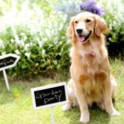 平日にゆったり★【愛犬とWedding】チャペル&ガーデン体験