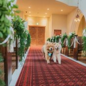 【ペットWeddingフェア】大切な家族と一緒に叶える＊本格大聖堂×ガーデンW