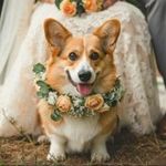 【大好きなペットと結婚式】挙式相談×ワンフロア貸切×無料試食