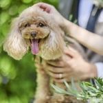 【ペットフレンドリー】貸切だからこそ叶うペットW相談フェア