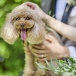 【ペットフレンドリー】貸切だからこそ叶うペットW相談フェア