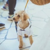 【大切な家族!ペットと一緒の結婚式】限定特典♪ペットと相談会