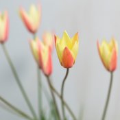 気軽に参加して☆彡ウエディングの扉を開く60分！クイック相談