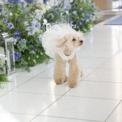 【ペットも一緒に大切な1日を】愛犬参加OK!ペットウェディング相談フェア