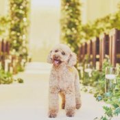 ＼貸切邸宅*大人気ペット婚／愛犬・愛猫と一緒にペットWフェア♪