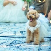 【ペットと一緒に】表参道で叶える*ペットウェディング相談会