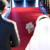 【ペット婚】自然×石壁チャペル×リングドックが叶う感動挙式