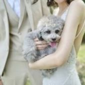 ペットウェディング~大切な家族であるペットと一緒に過ごせる