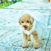 <最大84万優待>ペットと一緒にHappyウェディングプラン