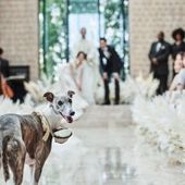 【ペットに嬉しい特典付】ペットフレンドリーホテルの贅沢W