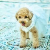 愛犬と一緒に!光溢れるチャペルで挙げる*ペットウェディング
